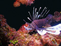   Lionfish....wreaking havoc but they are beautiful fish...this was side Grand Cayman. Taken Sea dx1g YS110a strobe. 102010 Lionfishwreaking Lionfish wreaking fishthis fish this Cayman dx-1g dx 1g strobe 10/2010 10 2010  